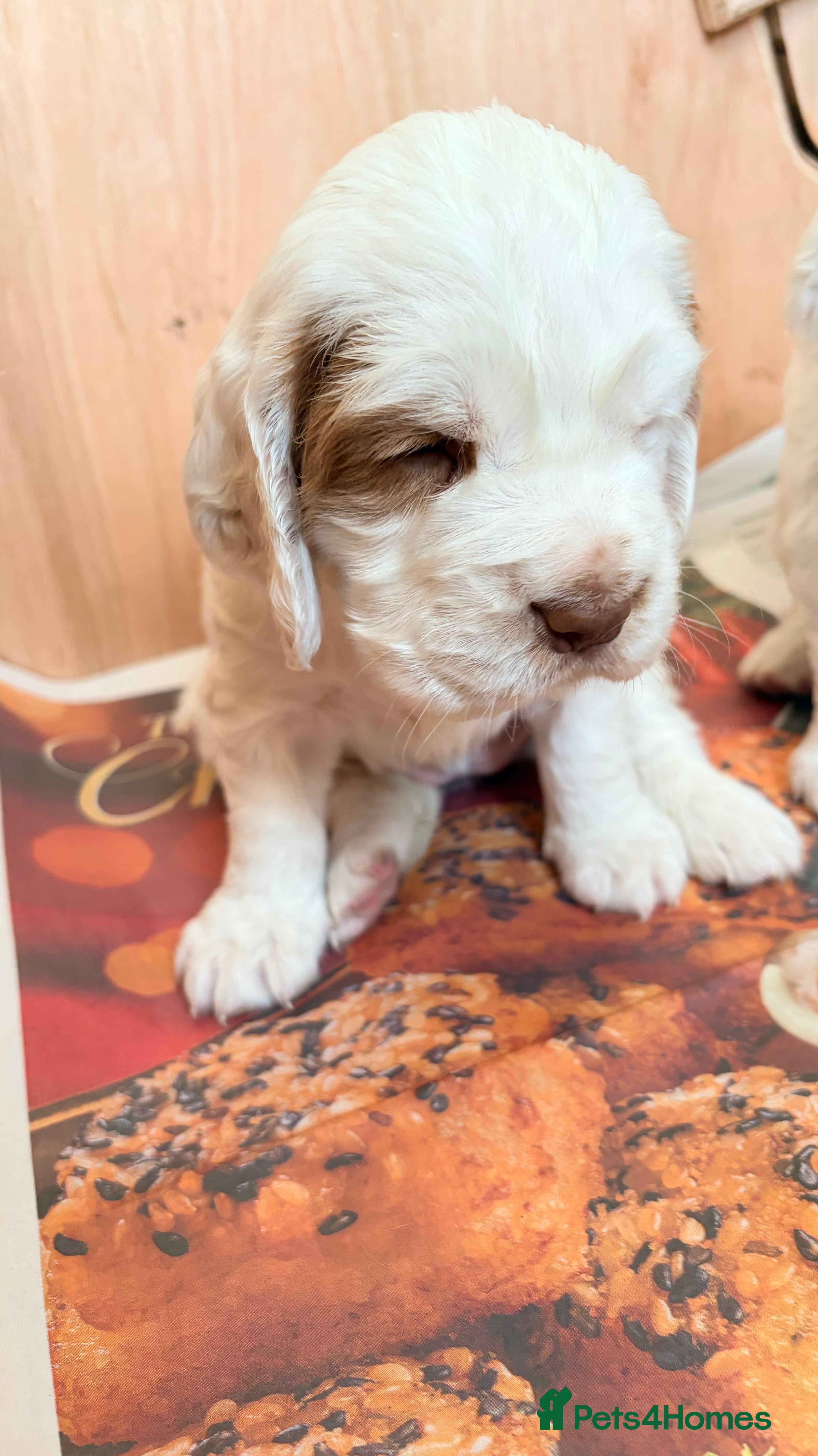 Clumber Spaniel dogs Clumber Spaniel Puppies For Sale  - Advert 8