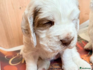 Clumber Spaniel dogs Clumber Spaniel Puppies For Sale - Advert 8