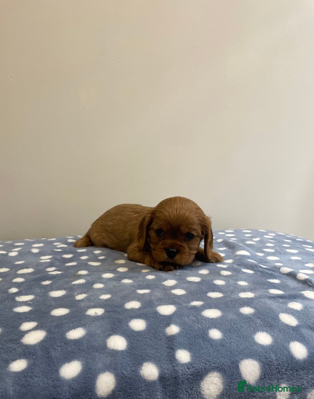 Cavalier King Charles Spaniel dogs for sale: Cavalier King Charles  - Image 27