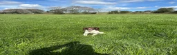 English Springer Spaniel dogs for sale: English springer spaniel  - Advert 2