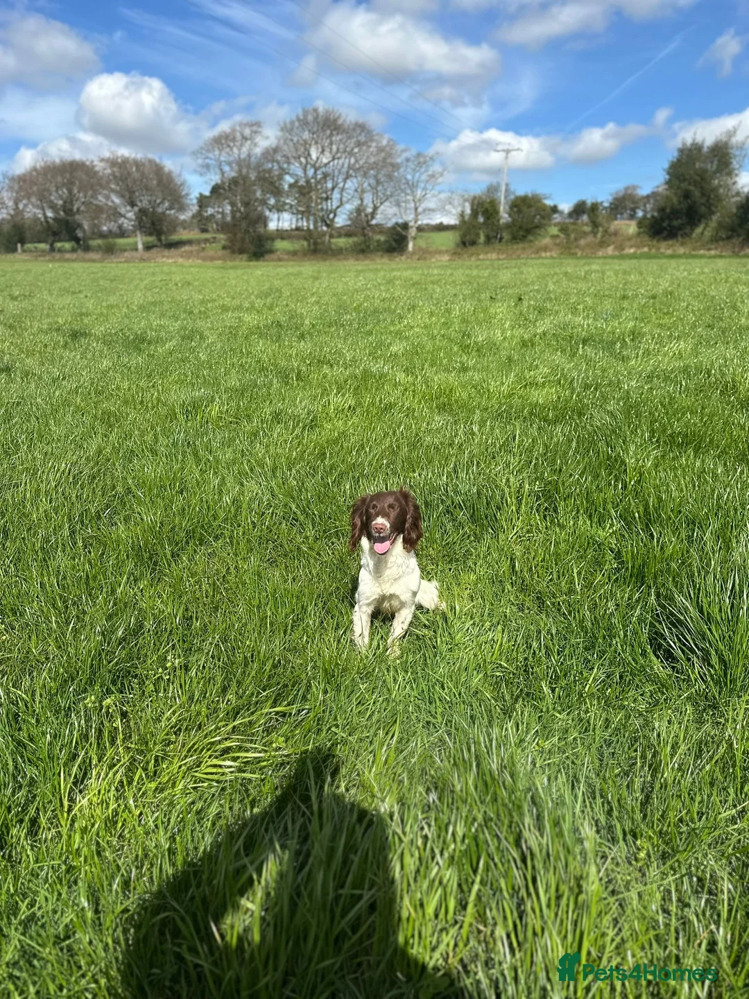 English Springer Spaniel dogs for sale: English springer spaniel  - Advert 2