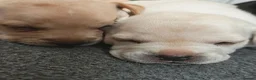 Mixed Breed dogs for sale: French Bulldog Cross Pups - Advert 10