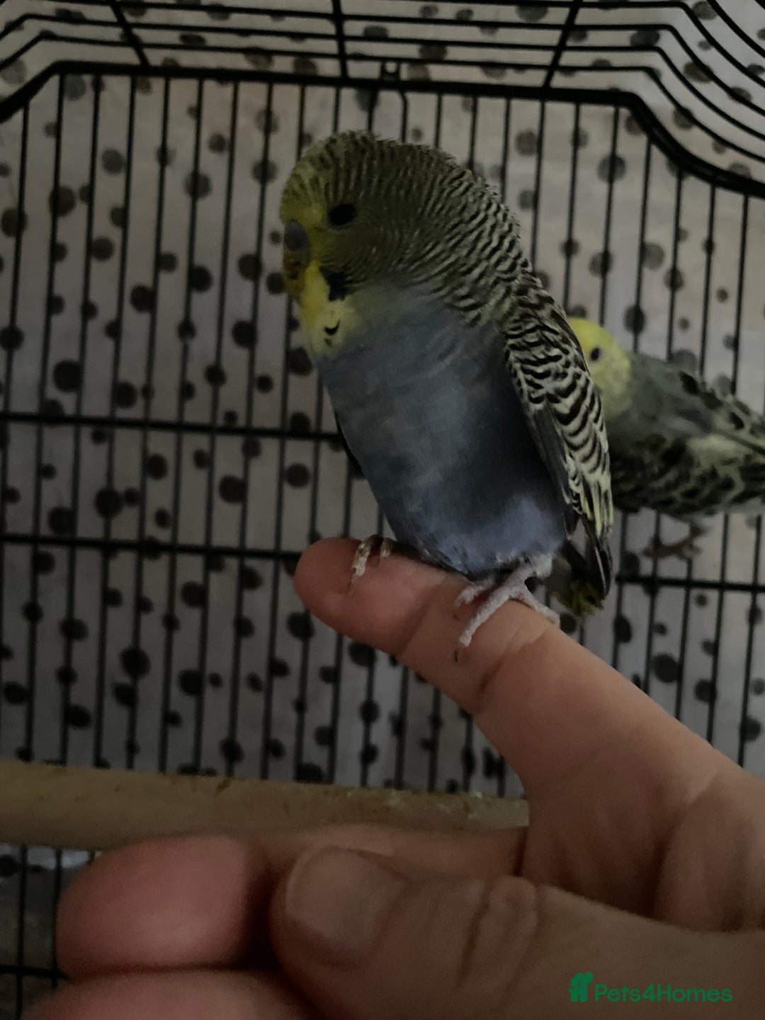 Budgerigars birds for sale: Beautiful hand tame babies budgies  - Advert 6