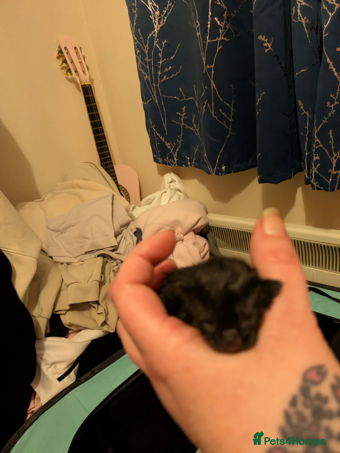 Mixed Breed cats for sale: Meet "Wednesday" - Advert 7