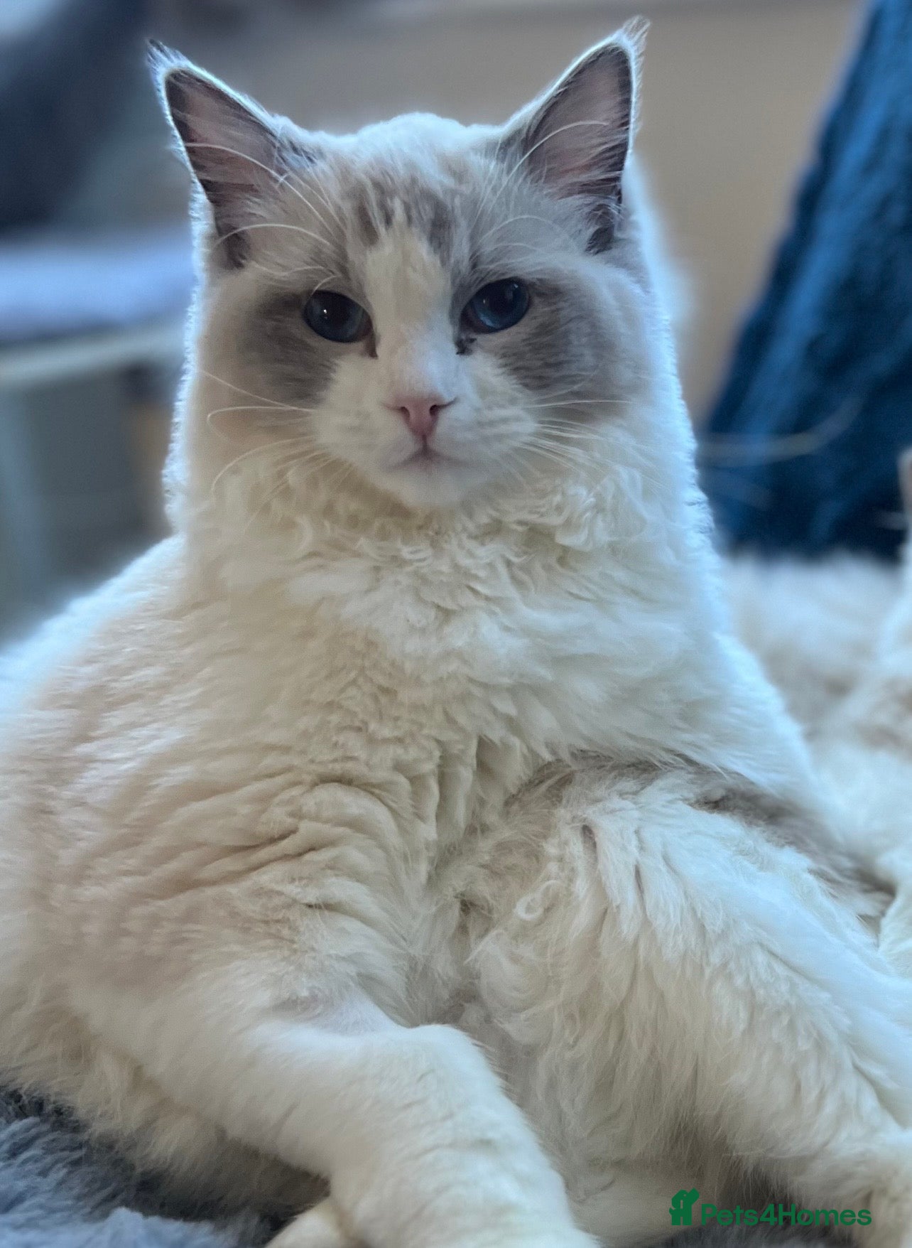 Ragdoll cats Beautiful Ragdoll Boy - Advert 16