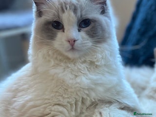 Ragdoll cats Beautiful Ragdoll Boy - Advert 16