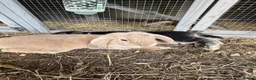 Dwarf Lop rabbits for sale: Dwarf Lops - Advert 3