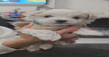 Maltese dogs - Advert 3