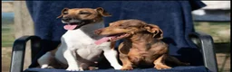Jackshund dogs for sale: Beautiful family dogs in Bridgwater - Advert 4