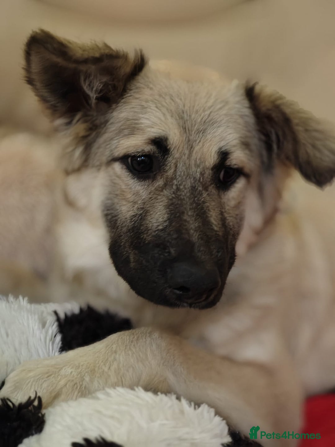 Mixed Breed dogs for adoption: ❤️🐶 Nusha – 7(8) month-old lower-medium girl❤️🐶 - Advert 7