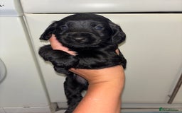 Cockapoo dogs for sale: F2 cockapoo puppies - Image 9