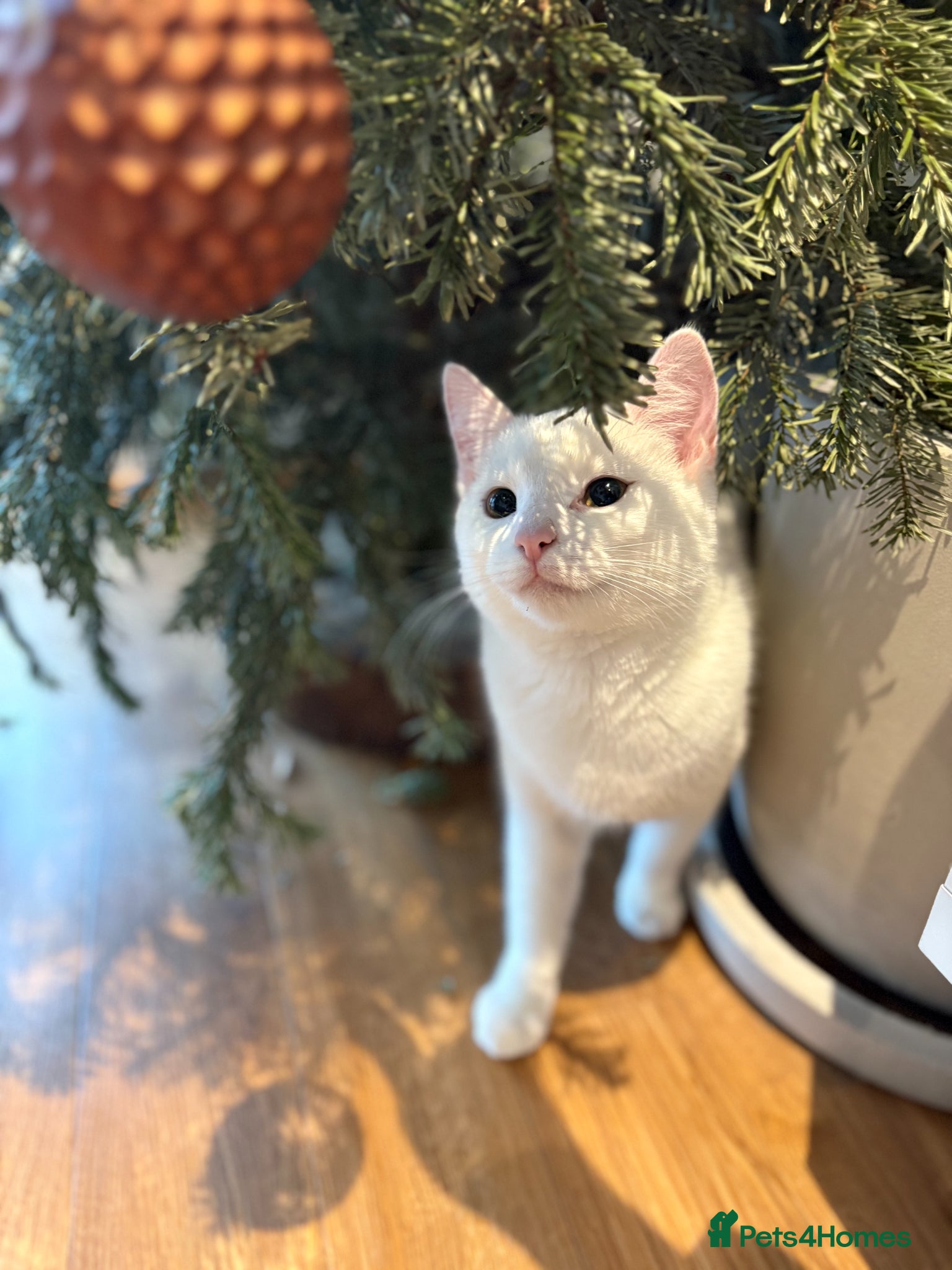 Turkish Van cats Turkish Van female kitten, 7 months for sale - Advert 5