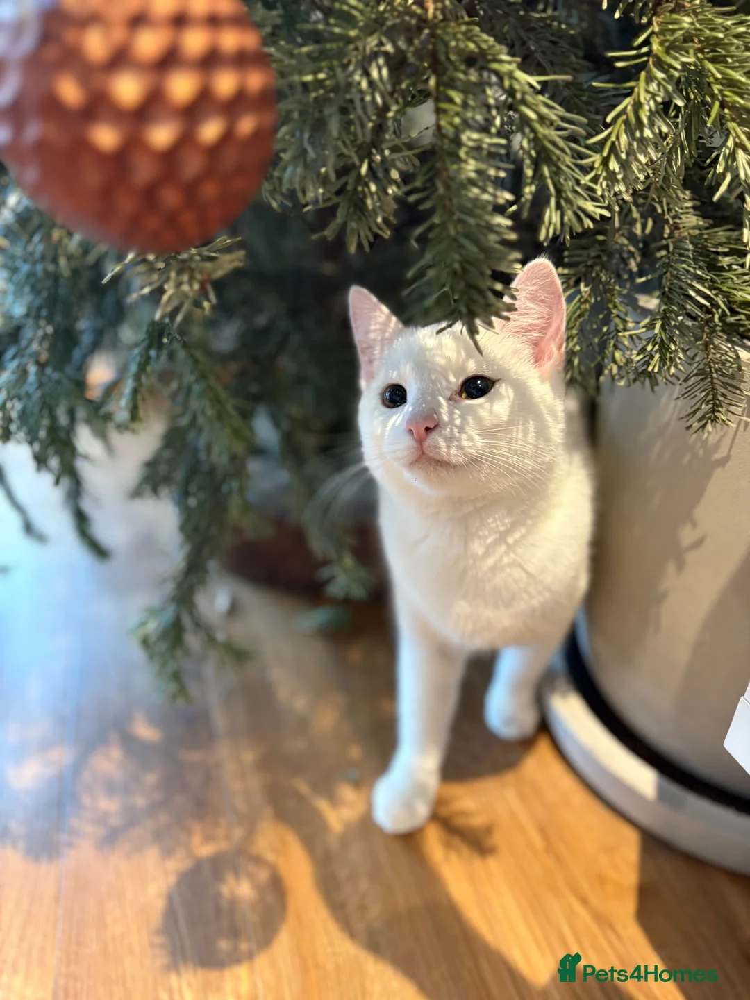 Turkish Van cats for sale: Turkish Van female kitten, 7 months for sale in London - Advert 1