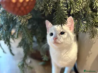 Turkish Van cats Turkish Van female kitten, 7 months for sale - Advert 1