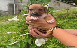 English Setter dogs for adoption: Setter x Pups (Rina's Puppies) - Image 23