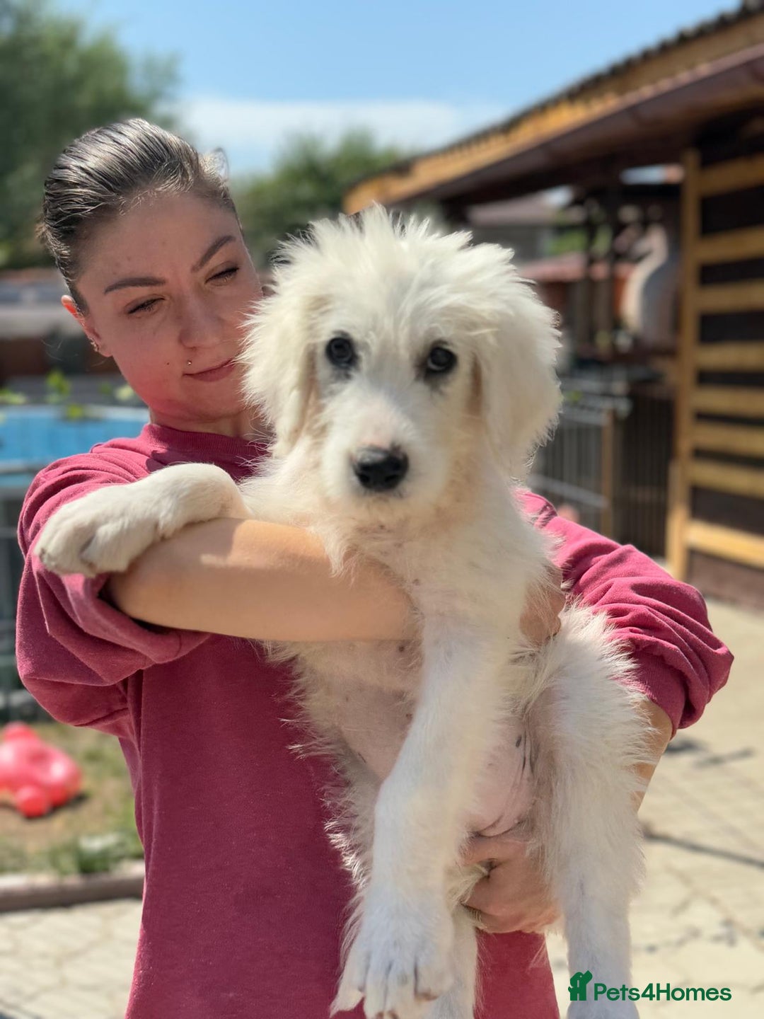 Mixed Breed dogs for adoption: Meet JOJO - a superb big girl, for a Loving Home - Image 19