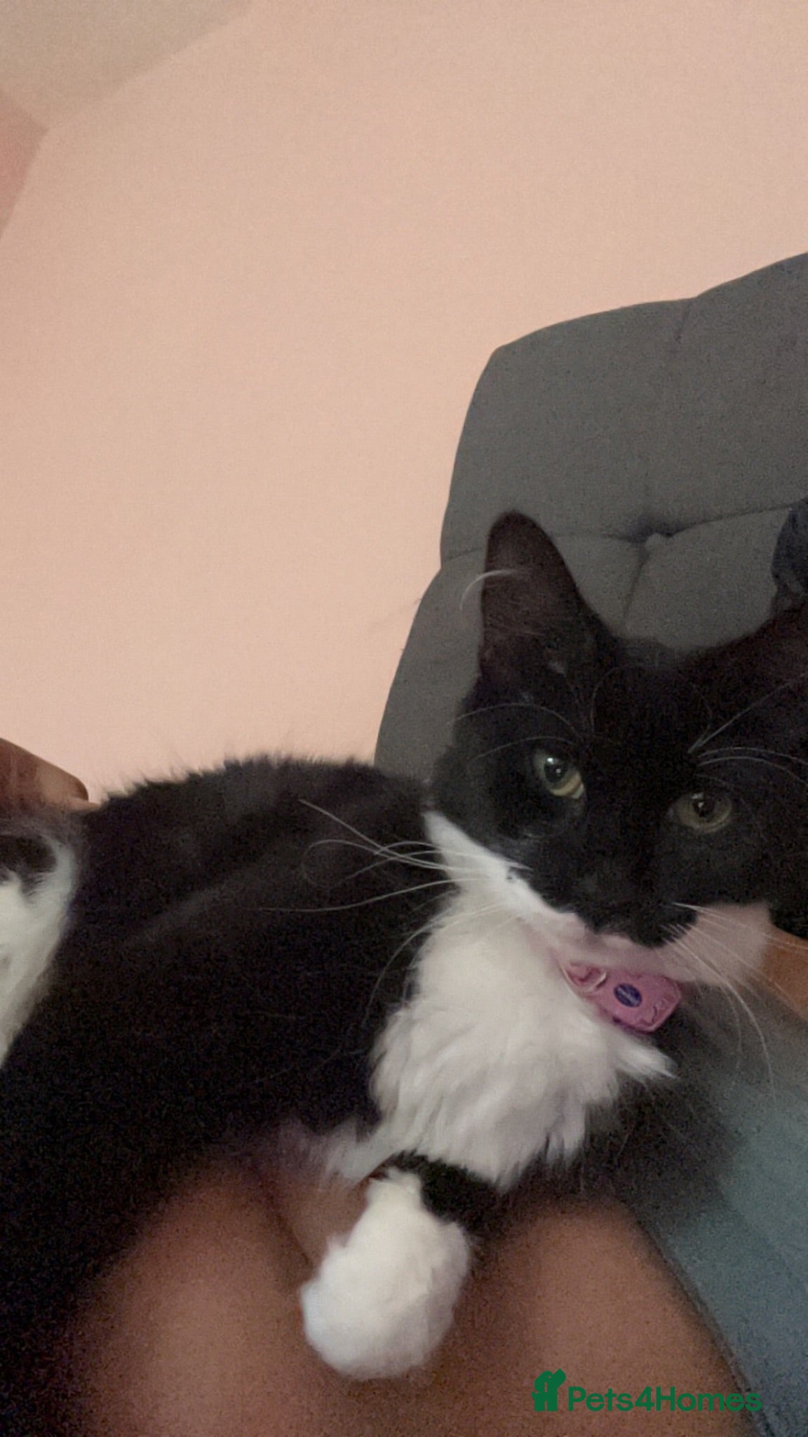 Mixed Breed cats Male kitten for sale - Advert 6