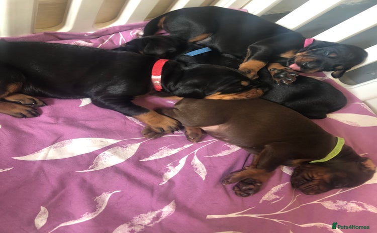 Dobermann dogs - Advert 4