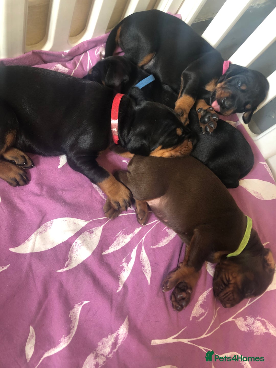 Dobermann dogs for sale: European Dobermann puppies for sale  - Image 2