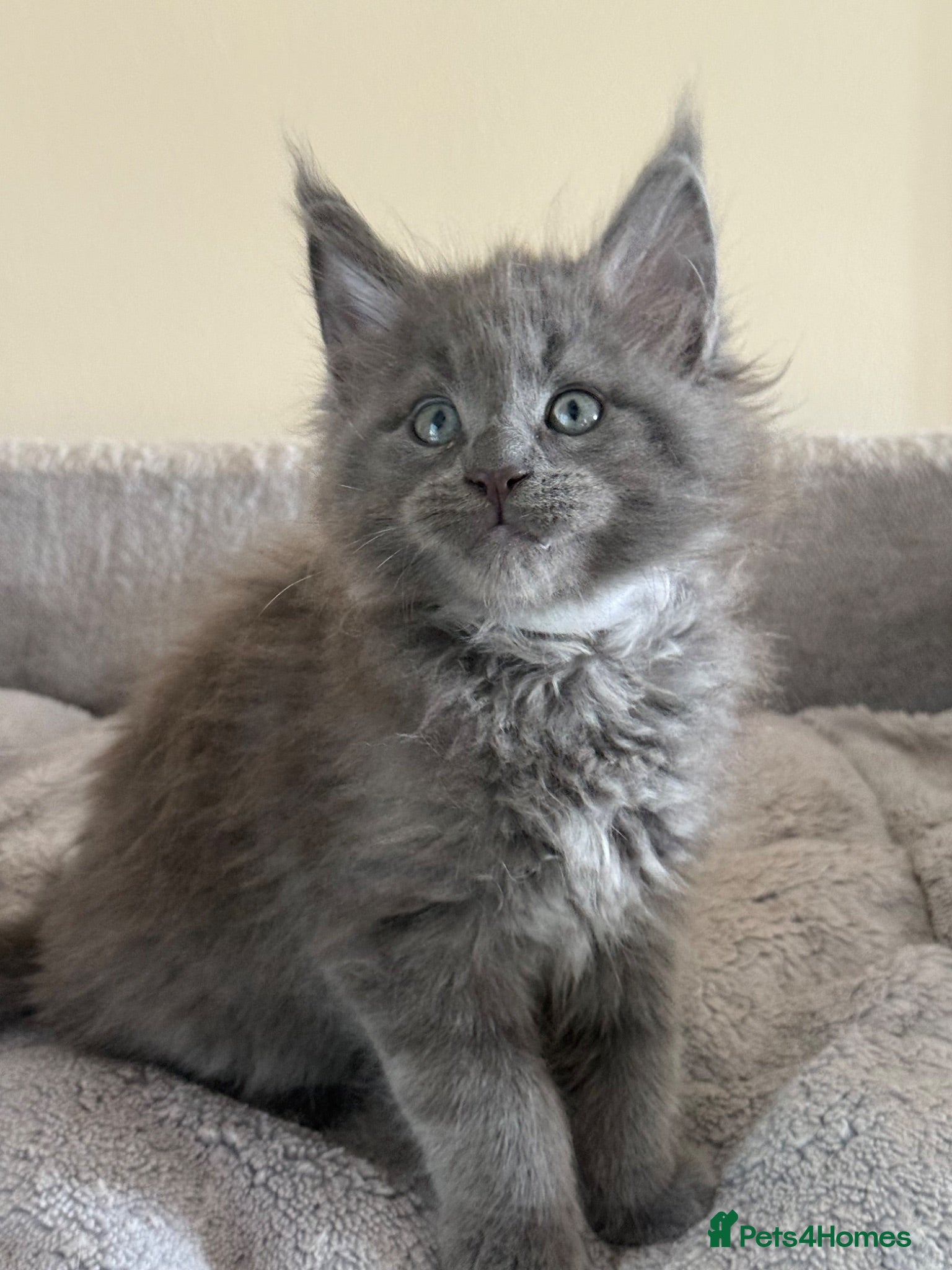 Maine Coon cats Maine coon blue / grey boy TICA  - Advert 1