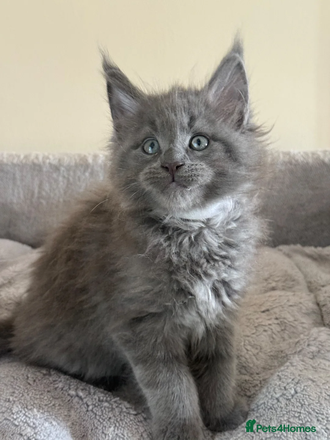 Maine Coon cats for sale: Maine coon blue / grey boy TICA  in Bury Saint Edmunds - Advert 1