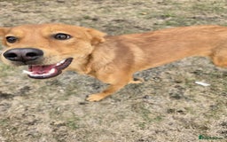 Mixed Breed dogs for adoption: 💙🐶 ARCHIE AND ARNY🐶💙 - Image 17