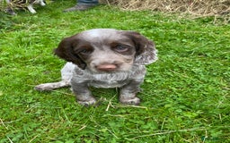 Cocker Spaniel dogs for sale: Beautiful cocker puppies - Image 6