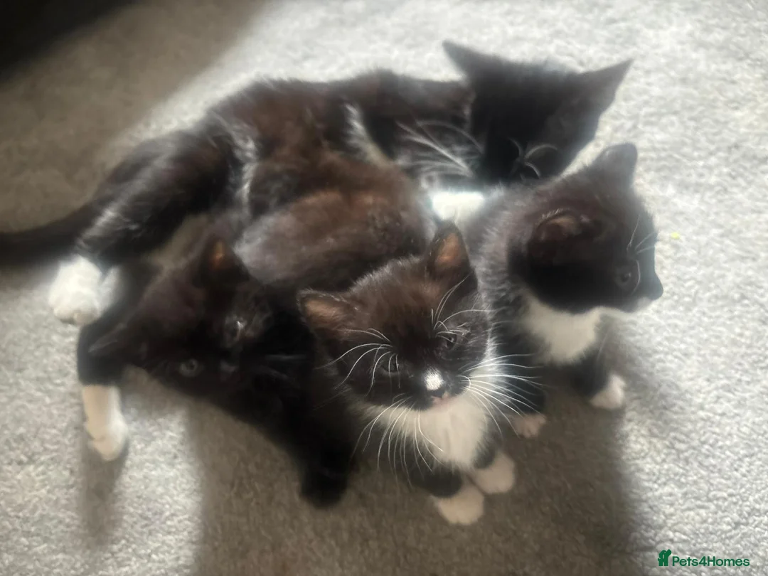 Domestic Shorthair cats for sale: Family in Birmingham - Advert 13