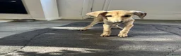 Lurcher dogs for sale: Girl saluki greyhound  - Advert 3