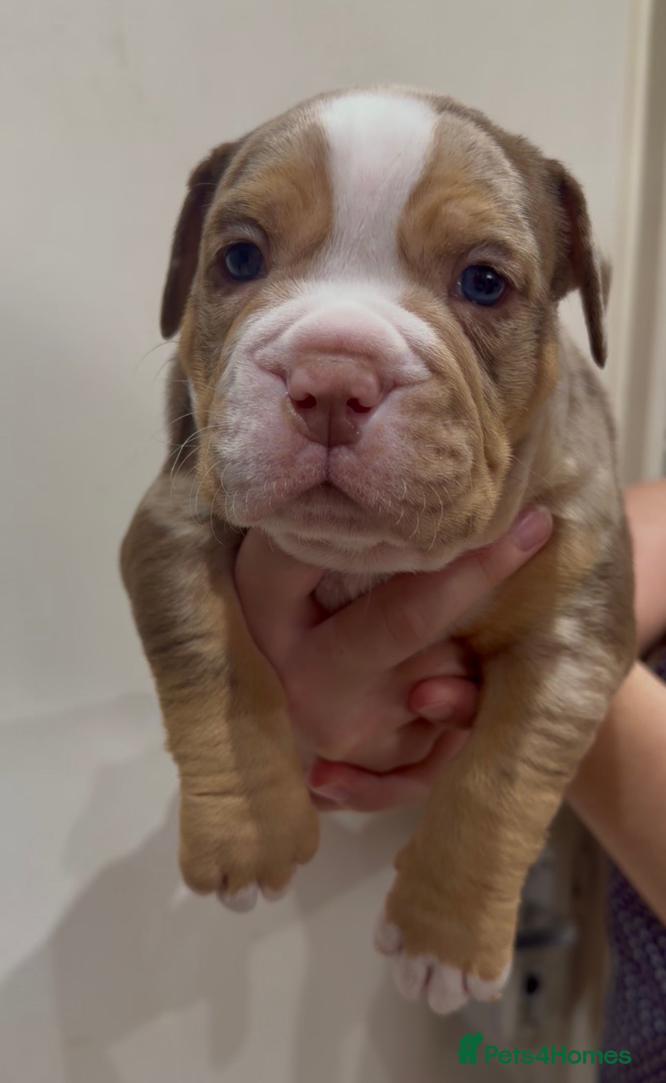Olde English Bulldogge dogs Old English bulldogs  - Advert 2
