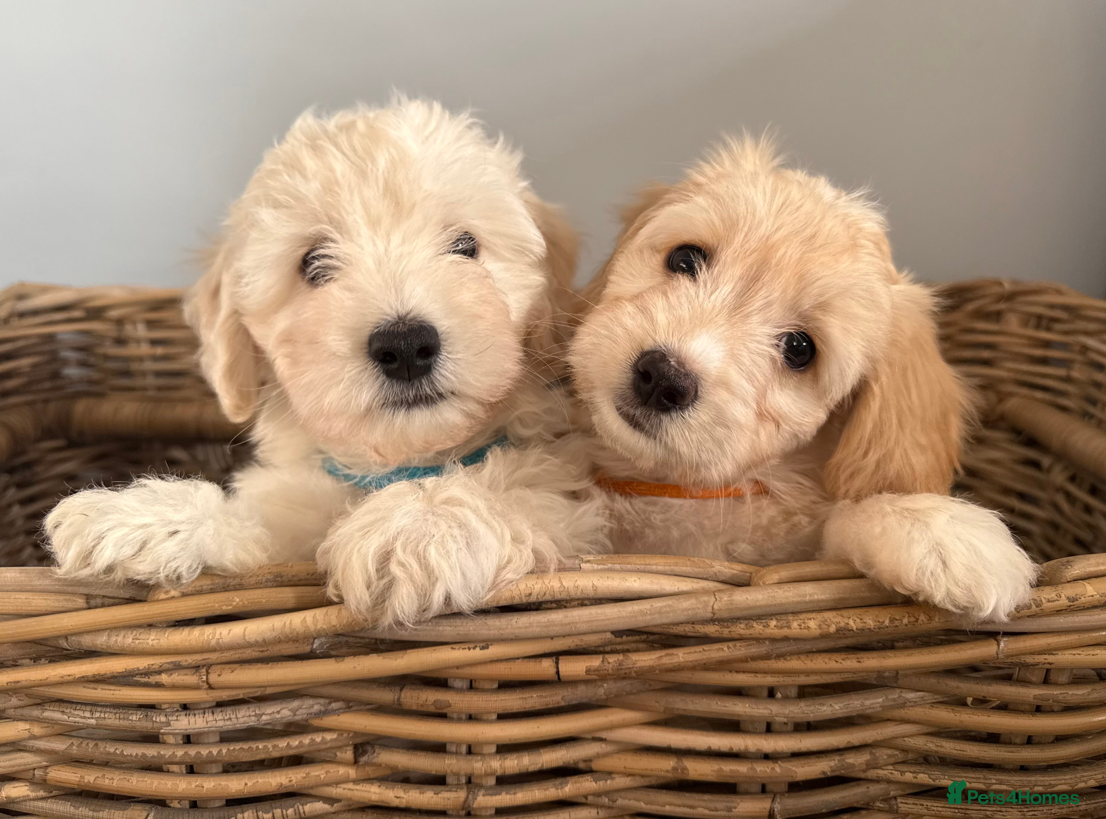 Mixed Breed dogs Most Beautiful Gentle Litter of Doxie-Chon Puppies - Advert 1