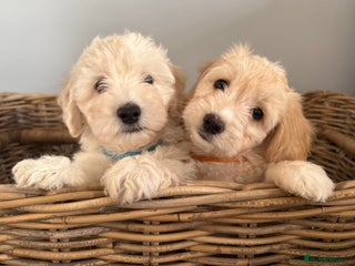 Mixed Breed dogs Most Beautiful Gentle Litter of Doxie-Chon Puppies - Advert 2