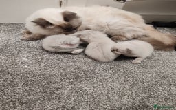 Ragdoll cats for sale: 2 lynx seal point Ragdolls kittens - Image 2