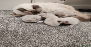 Ragdoll cats - Advert 8