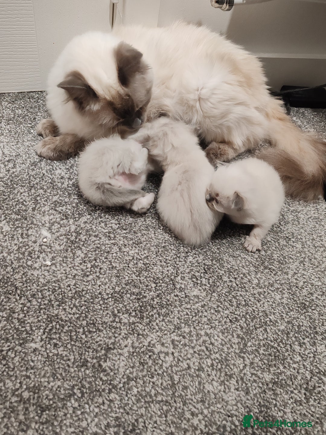 Ragdoll cats for sale: 2 lynx seal point Ragdolls kittens - Image 2