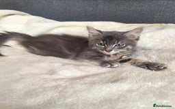 Mixed Breed cats for sale: Beautiful male kitten - Image 3