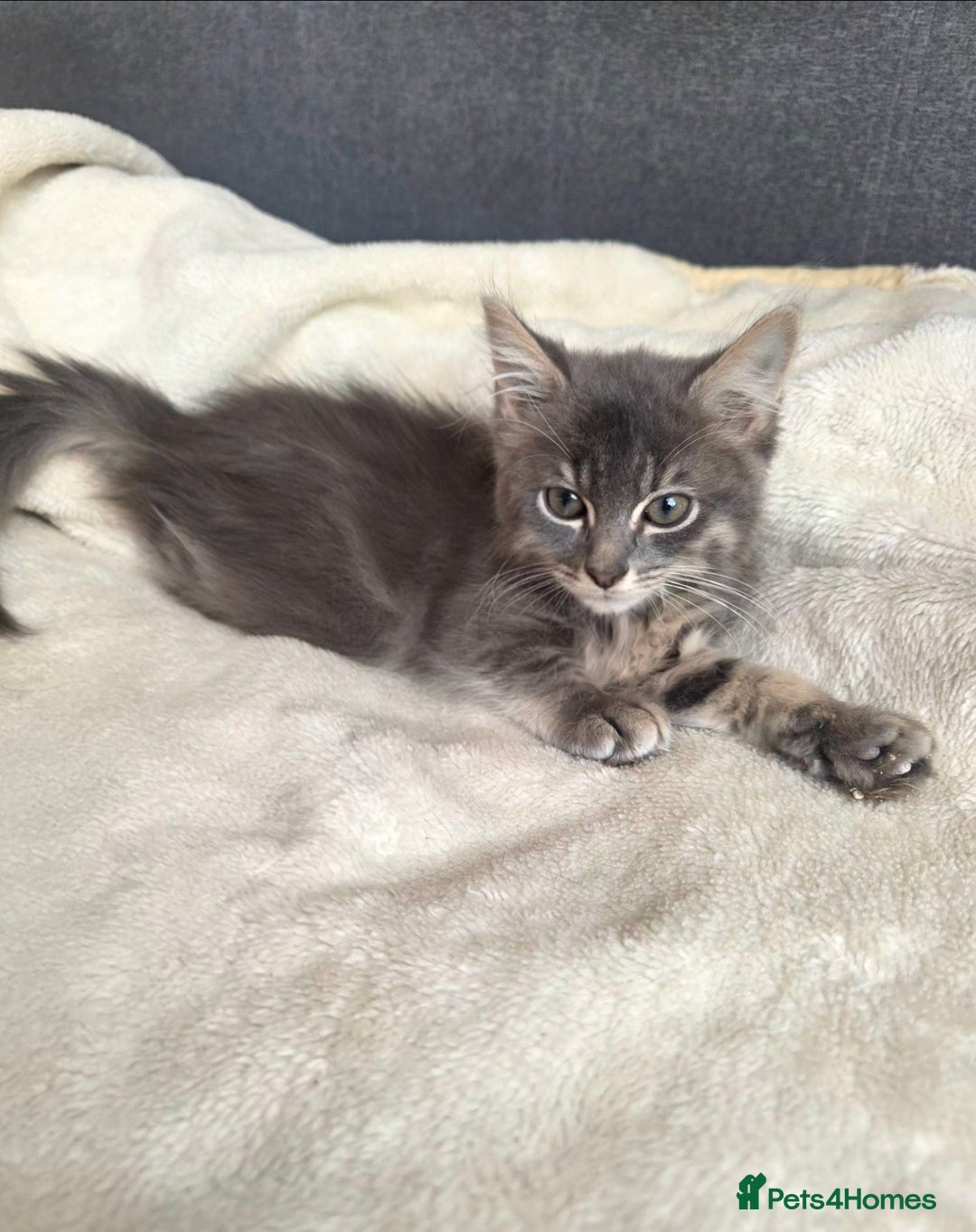 Mixed Breed cats for sale: Beautiful male kitten - Image 3