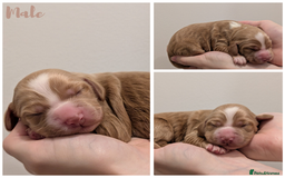 Cocker Spaniel dogs for sale: Kc Reg - Working Cocker Spaniel Puppies DNA Tested - Advert 4