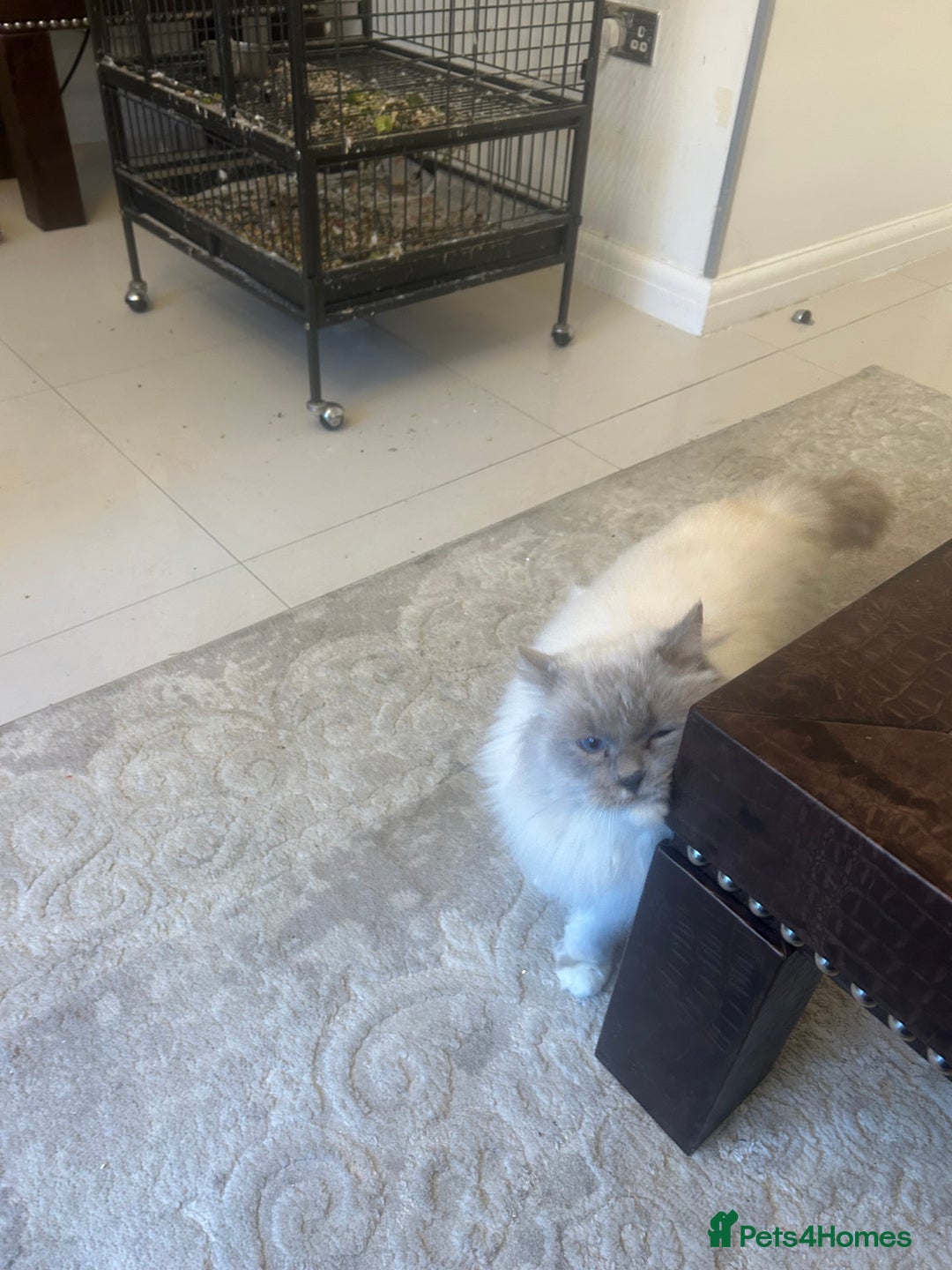 Ragdoll cats for sale: Male Ragdoll Nearly 2 years old - Advert 3