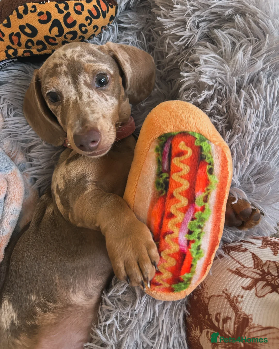 Miniature Dachshund dogs for sale: Miniature dachshund  - Advert 3