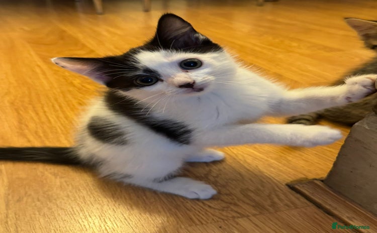 Domestic Shorthair cats - Advert 1