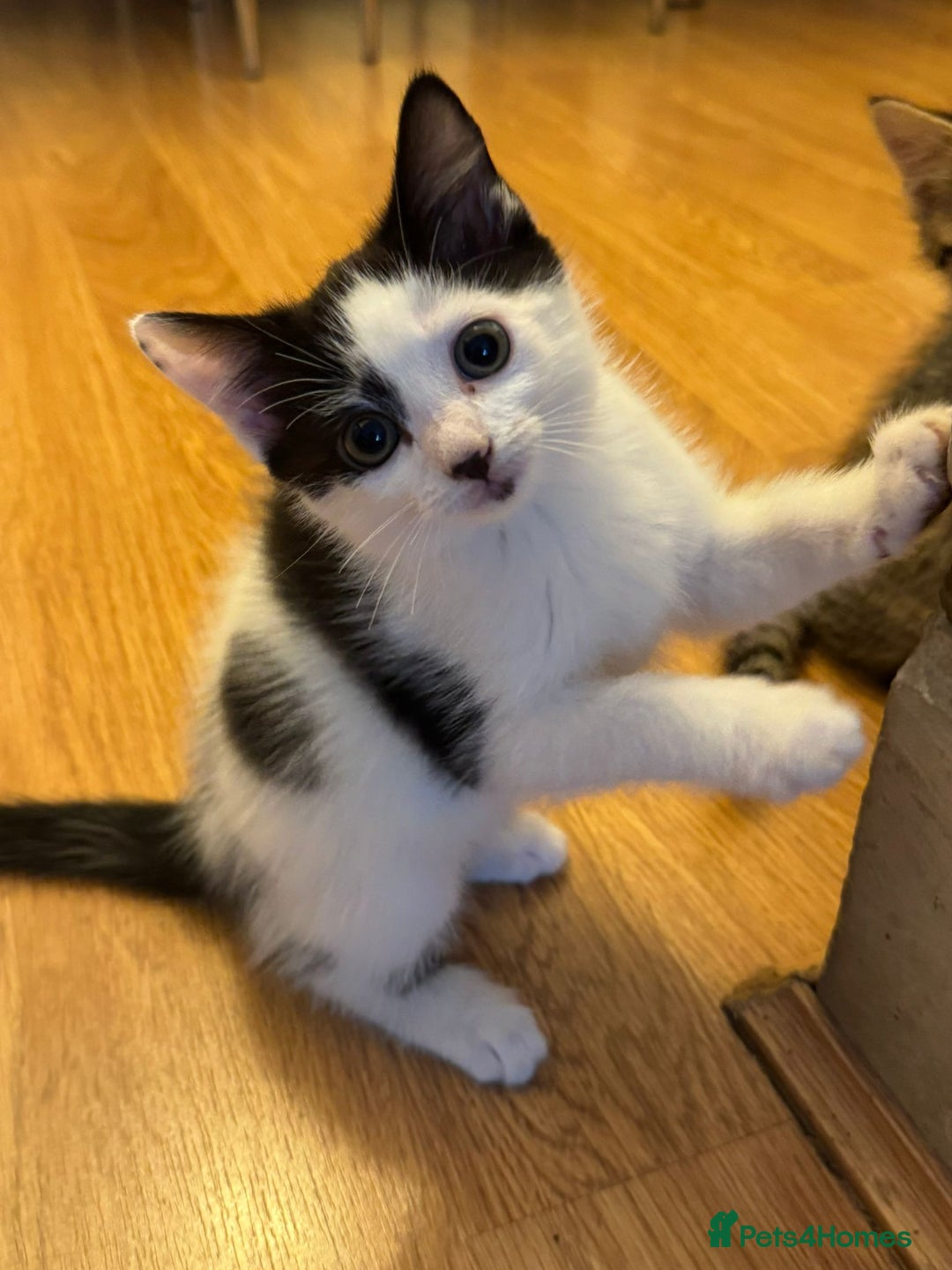 Domestic Shorthair cats for sale: 3 female kittens - Image 1