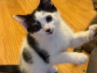 Domestic Shorthair cats - Advert 32