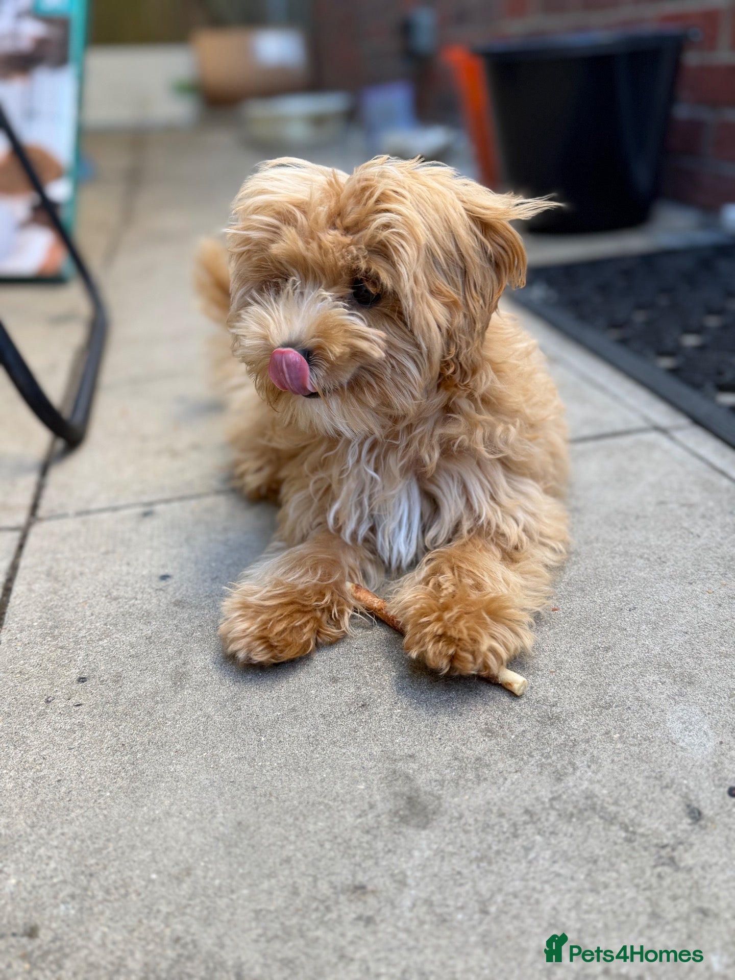 Miniature Poodle dogs Maltipoo - Advert 1