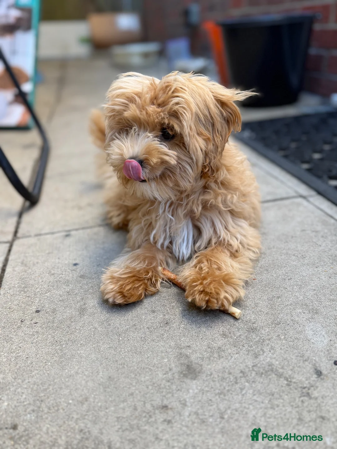 Miniature Poodle dogs for sale: Maltipoo - Advert 1