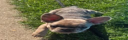 French Bulldog dogs for sale: French bulldog ready to leave last boy and girl - Advert 9
