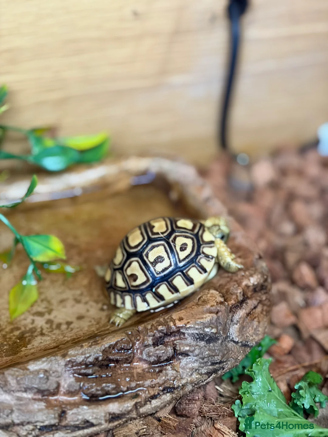 Tortoise reptiles for sale: Leopard Toises-Babies - Advert 5