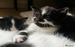 Domestic Shorthair cats for sale: 5 adorable mixed kittens, Russian Blue & Shorthair - Advert 11