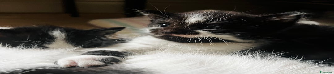 Domestic Shorthair Kitten 1