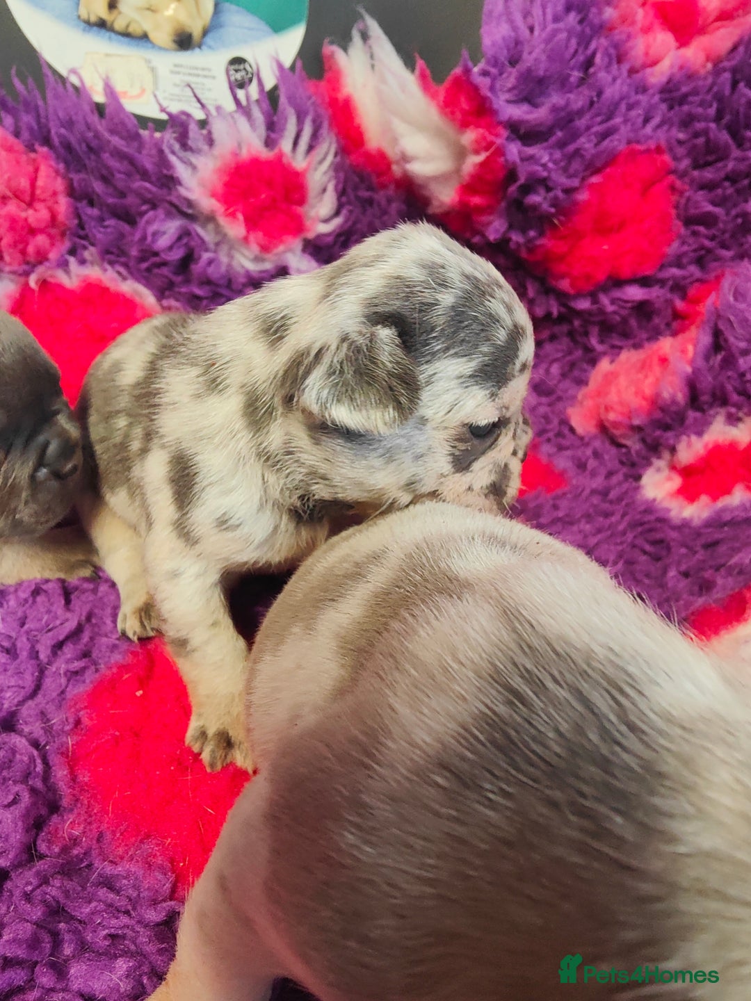 French Bulldog dogs for sale: 💥French bulldog puppies 💥 - Image 5